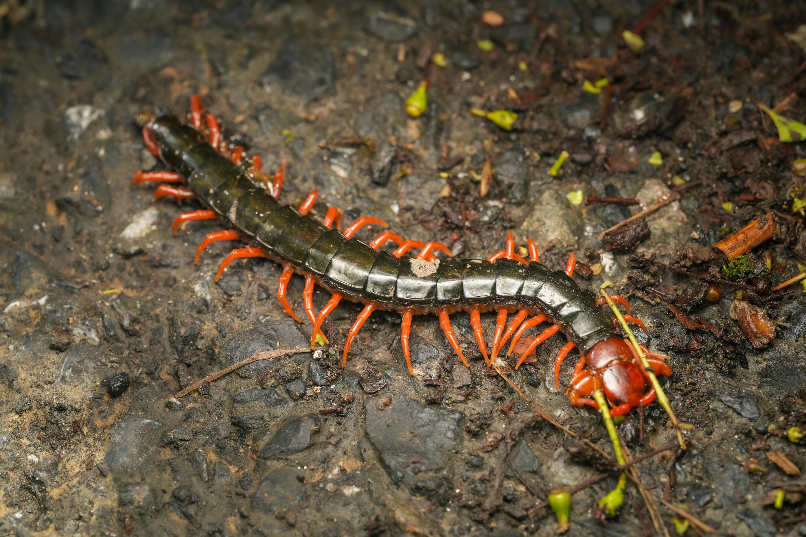 Centipede: The Silent Hunter of the Soil