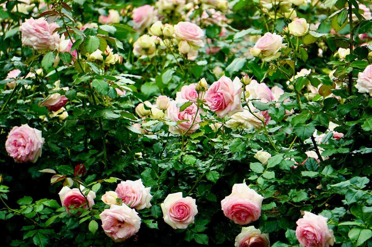 climbing roses