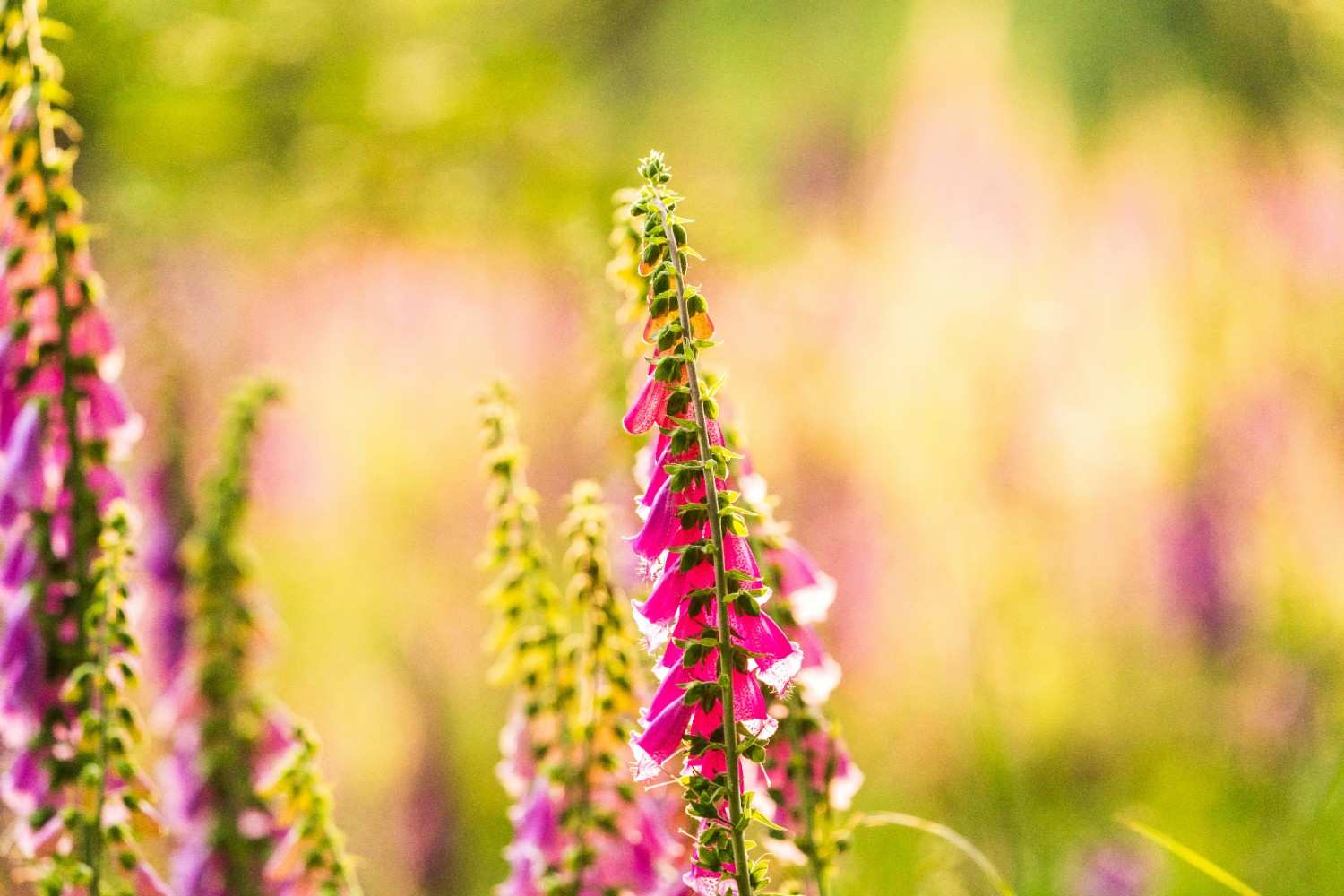 Gladiolus: How To Plant,?Grow, And Care