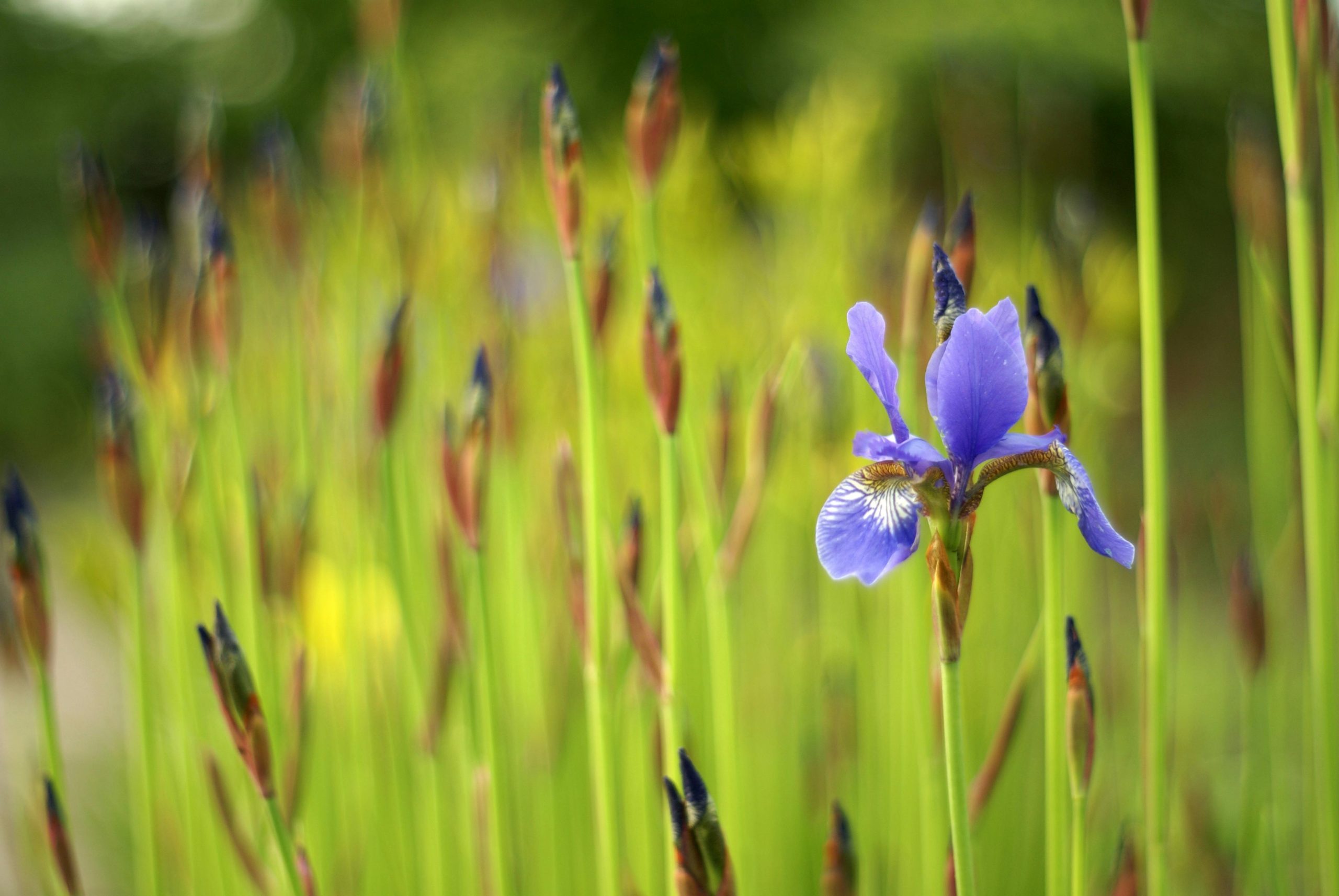 Iris Flower: How To Plant, Grow, And Care