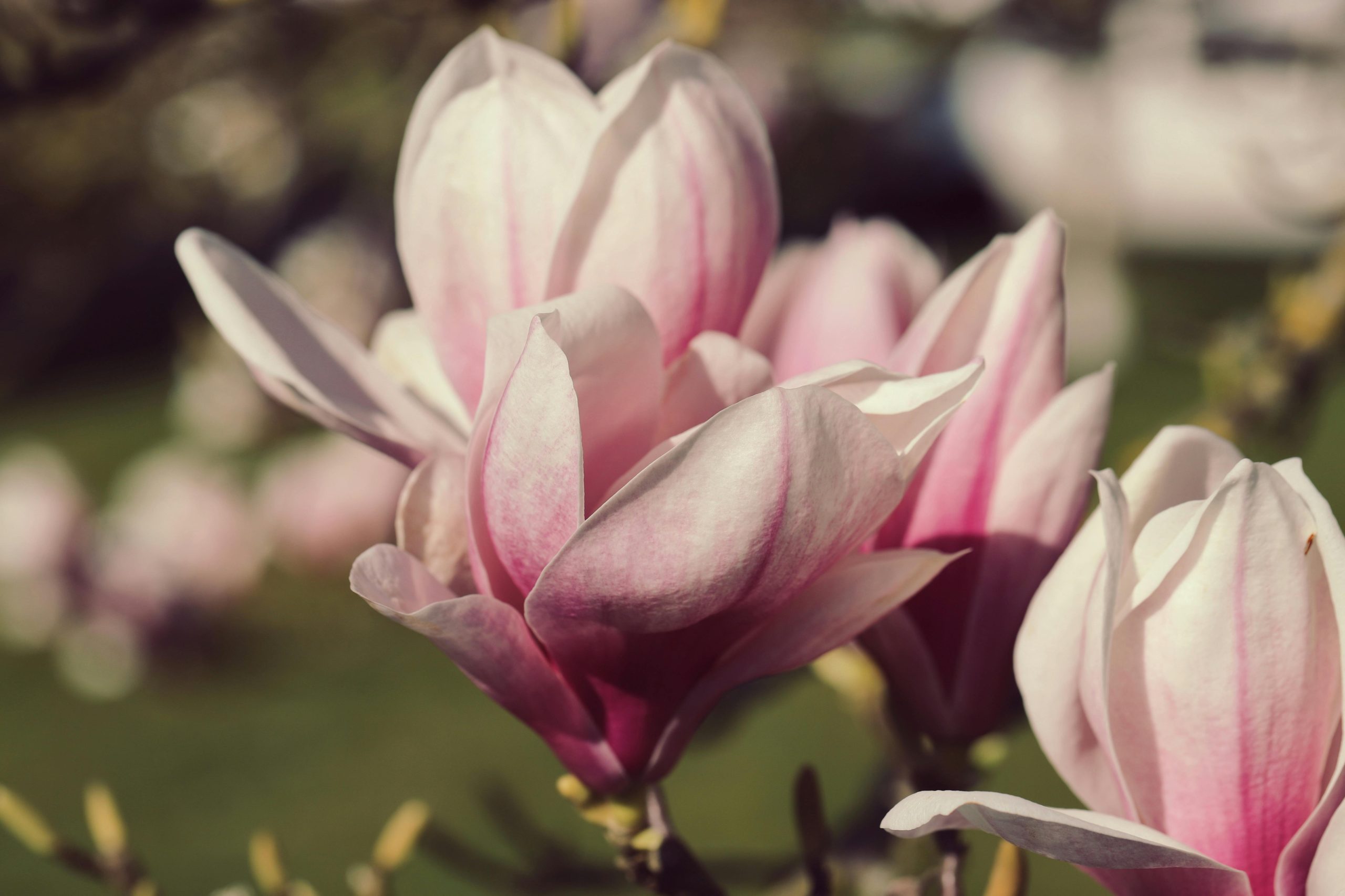 magnolia flower
