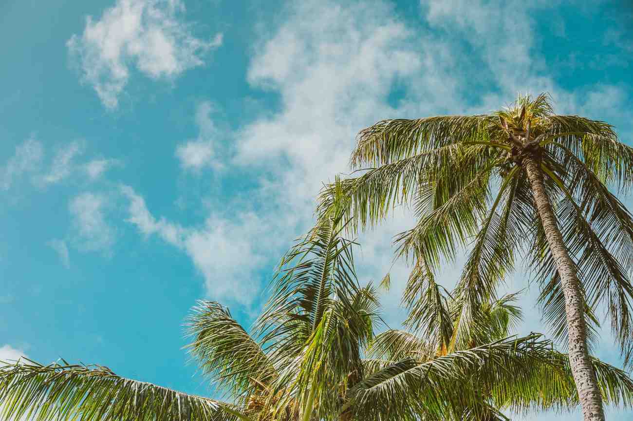 The Timeless Beauty and Benefits of the Palm Tree