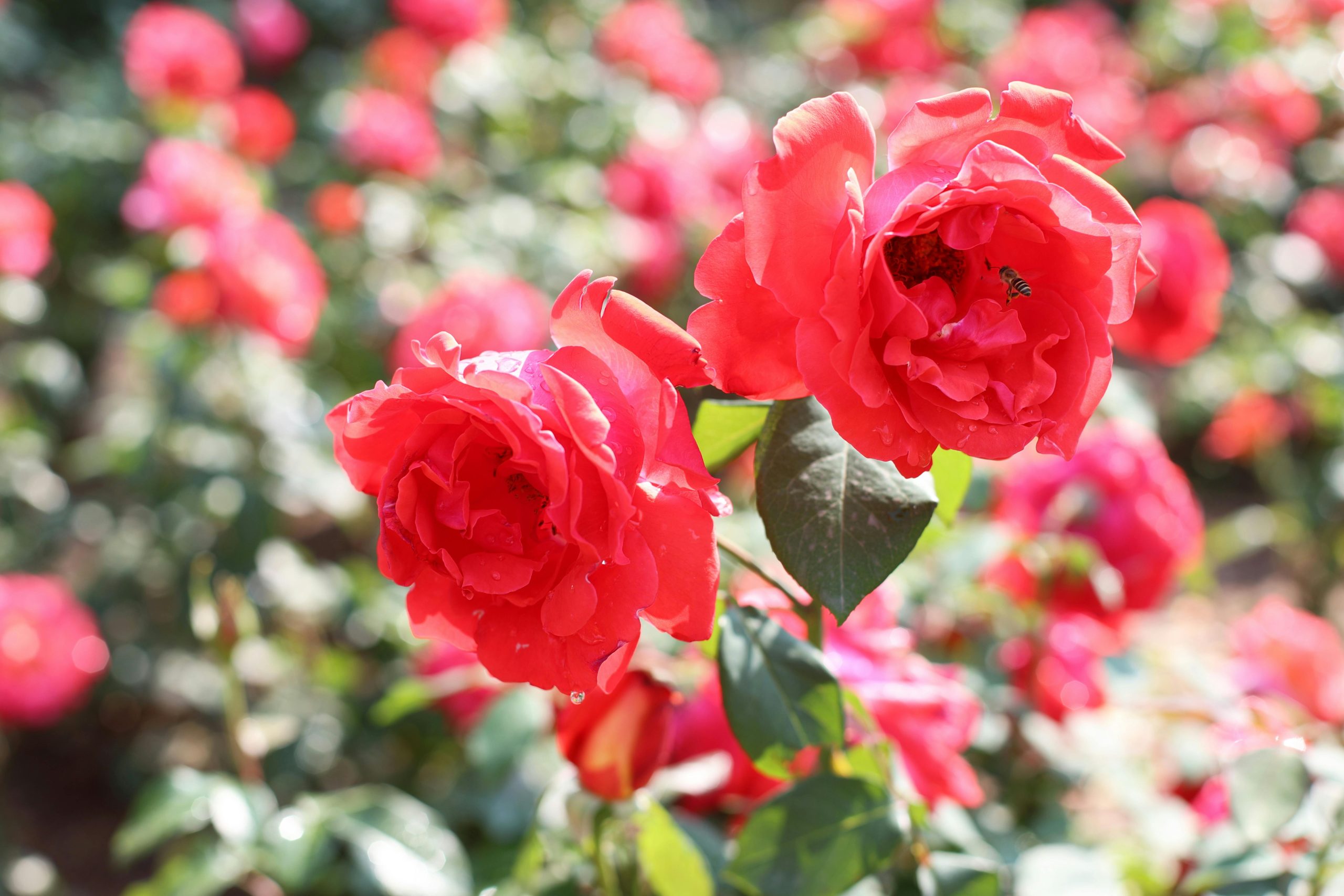 Snapdragon Flower Caring and Growing (Full Information)