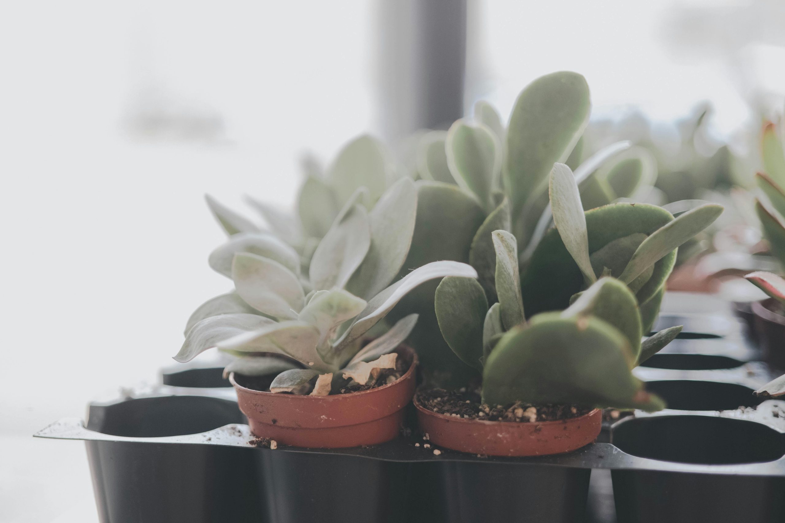 best soil for indoor plants