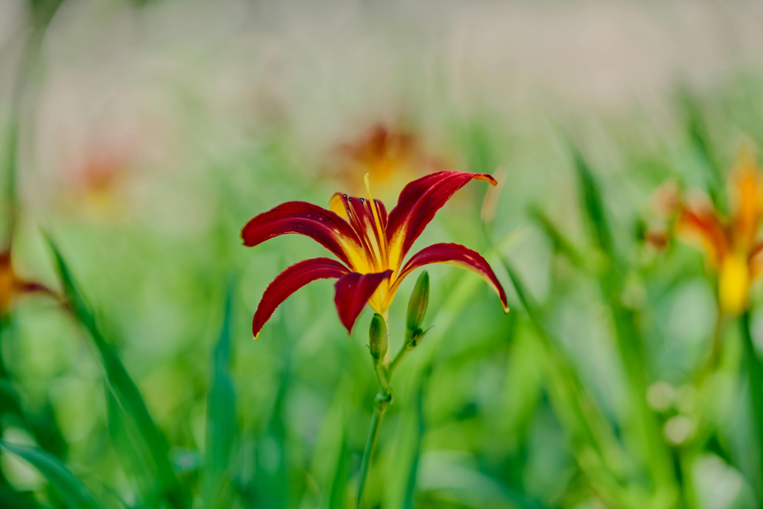 day lily