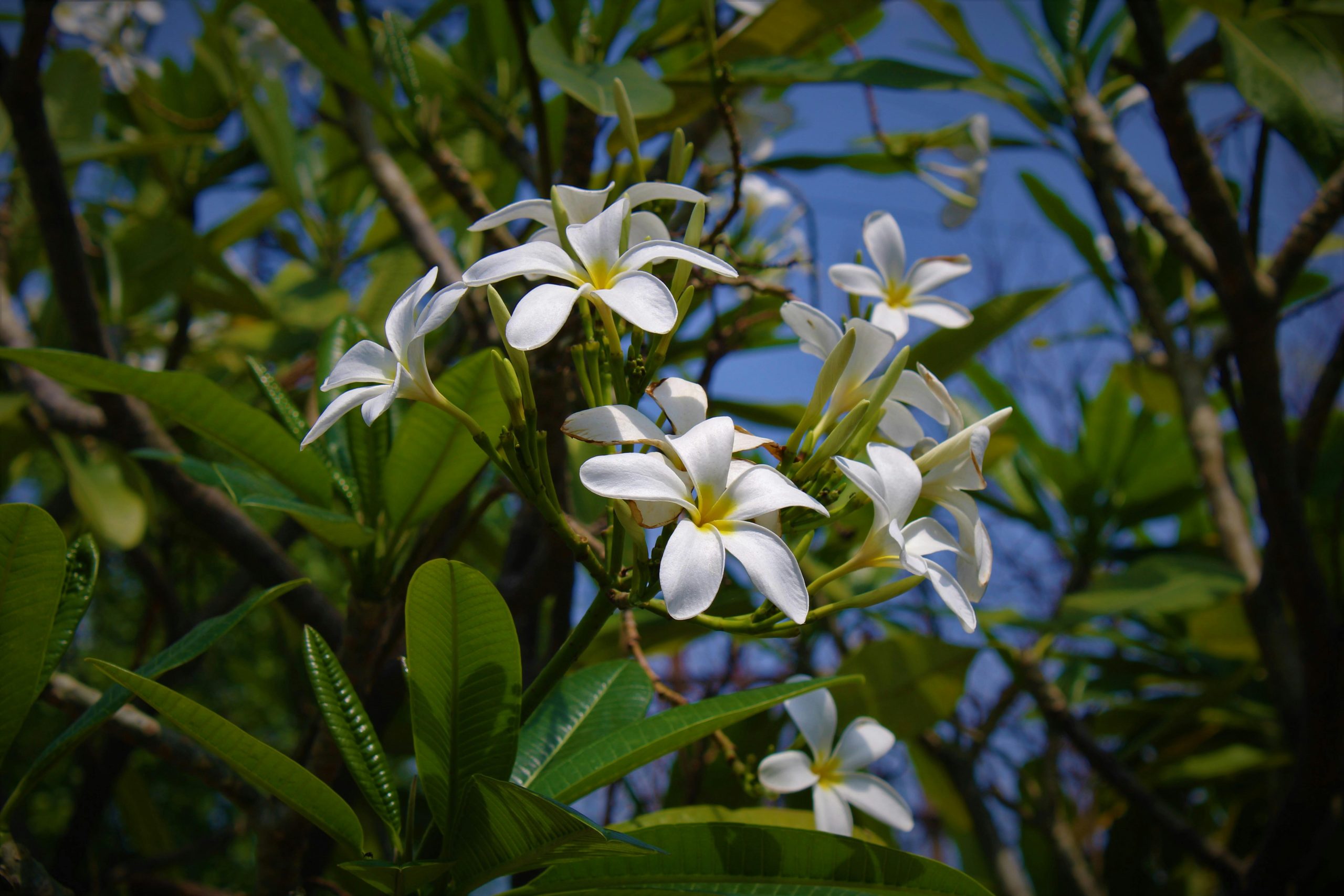 White Flower Caring and Growing Guide