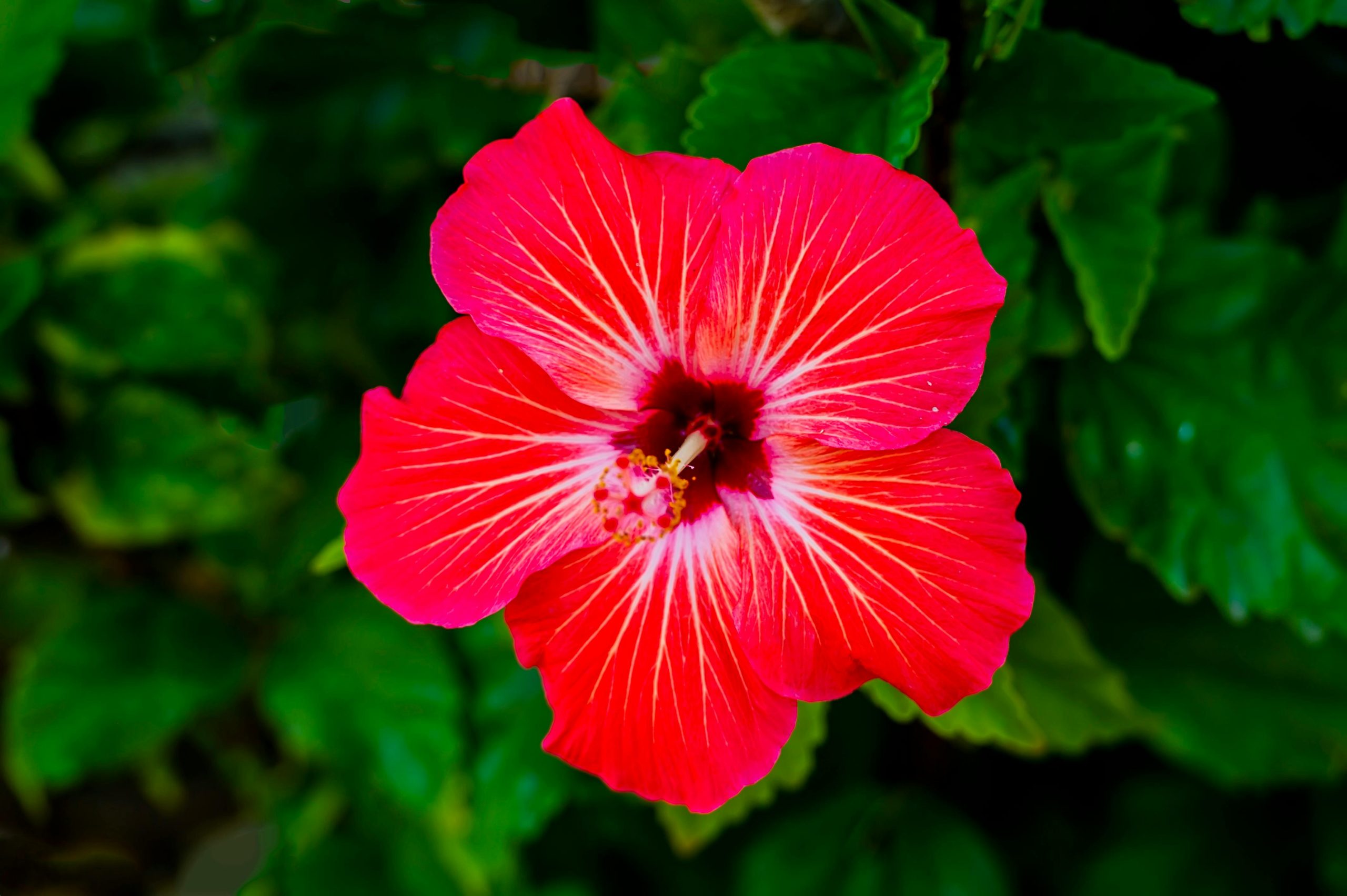 hibiscus flower