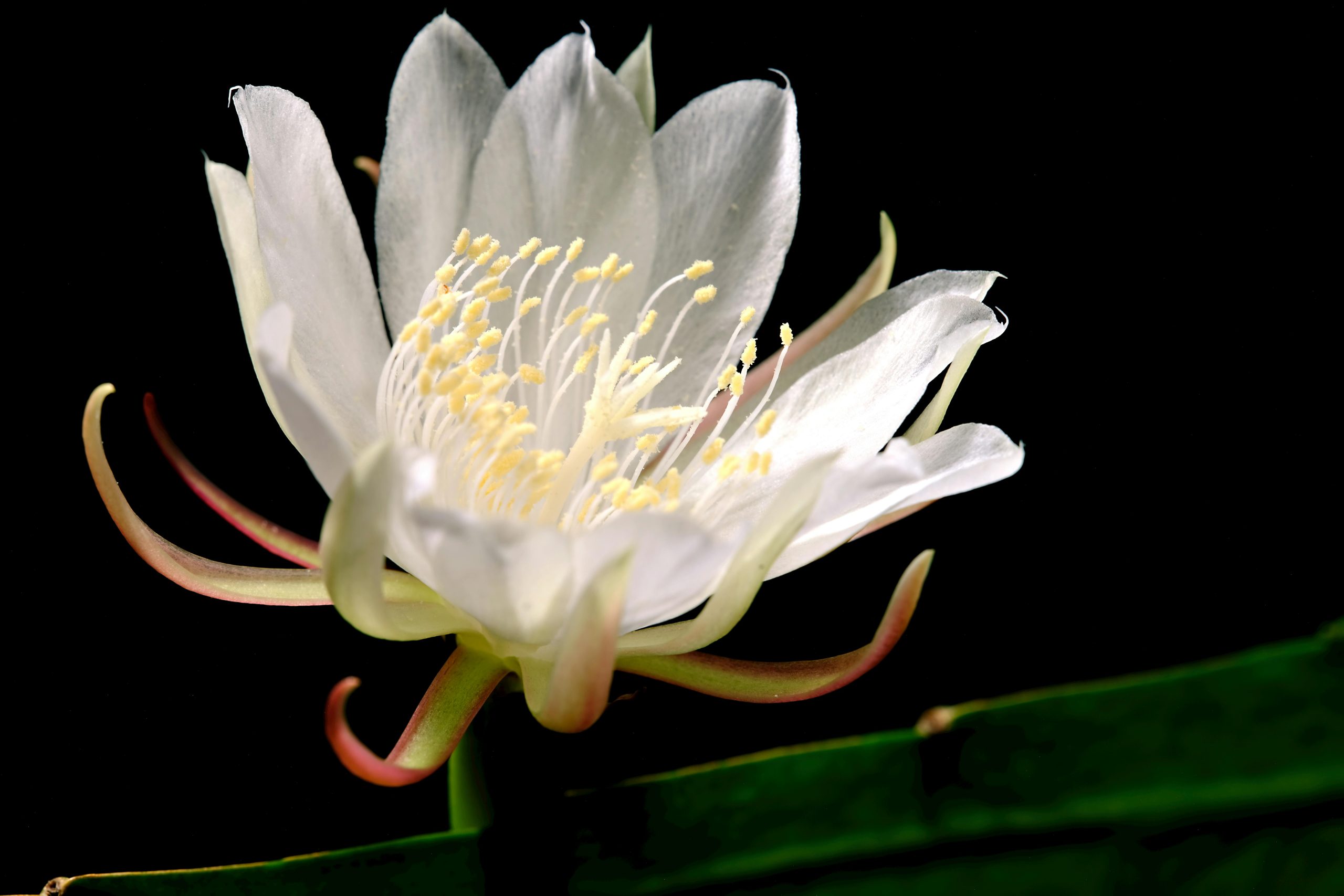 night blooming cereus